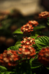  Leaves Lantana camara are oval, pointed tip, rough surface, serrated edges, upper surface Lantana camara has short, hard hairs, softer hairs on the lower surface