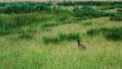 Single  pheasant strawling through the high grass