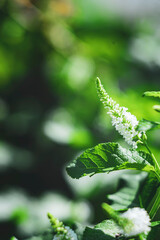 Aloysia virgata or shrub. In zones 8-9 Aloysia virgata will die to the ground in the winter,The soil Aloysia virgata is well-drained and not waterlogged.