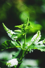 Aloysia virgata or shrub. In zones 8-9 Aloysia virgata will die to the ground in the winter,The soil Aloysia virgata is well-drained and not waterlogged.