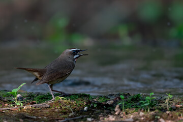 Siberian Rubythroat Bright red neck, black mouth and face, white eyebrows and whiskers. The head and body are brown, the chest is gray, the underbody is orange-brown.