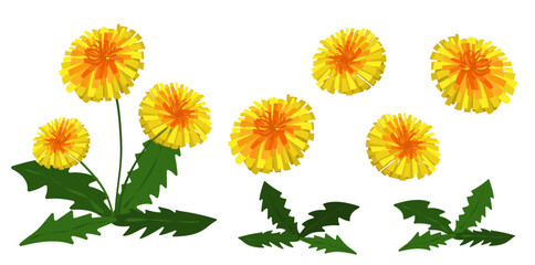 Dandelion flower background.Eps 10 vector.