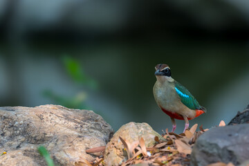 Fairy Pitta (Pitta Nympha) during migrating season