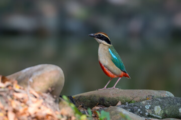 Fairy Pitta (Pitta Nympha) during migrating season