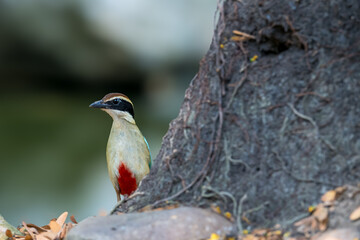Fairy Pitta (Pitta Nympha) during migrating season