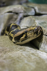 python's head on a stone