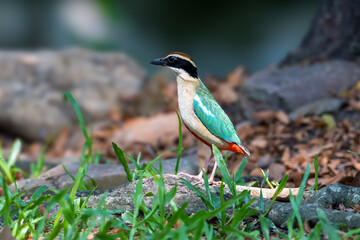 Fairy Pitta (Pitta Nympha) during migrating season