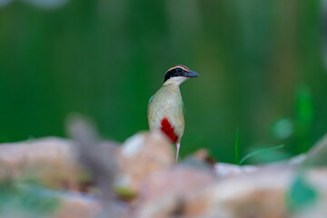 Fairy Pitta (Pitta Nympha) during migrating season