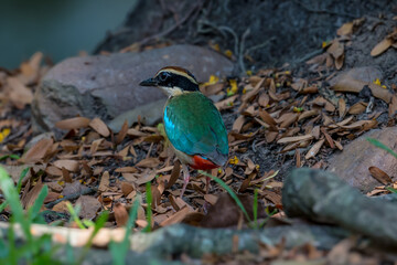 Fairy Pitta (Pitta Nympha) during migrating season
