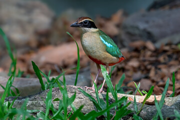 Fairy Pitta (Pitta Nympha) during migrating season