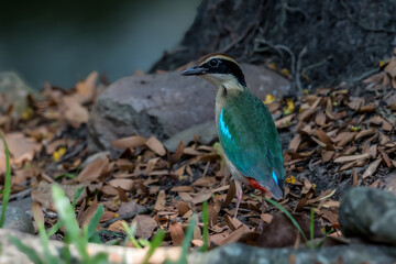 Fairy Pitta (Pitta Nympha) during migrating season