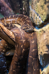 The python is lying on a branch