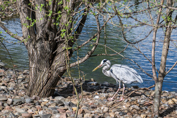 Grey heron on the shore of a lake 