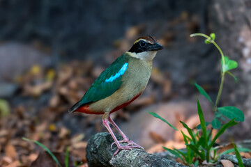 Fairy Pitta (Pitta Nympha) during migrating season