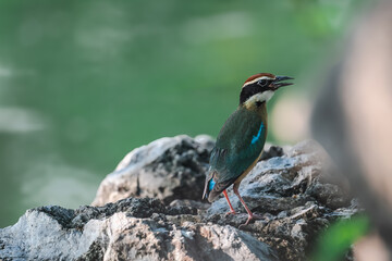 Fairy Pitta (Pitta Nympha) during migrating season