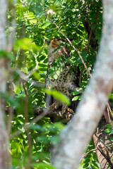 Spot-bellied Eagle Owl Largest, dark brown head, tufts of fur, erect ears. Grayish white face Dark red-brown eyes, yellow mouth, white underbody with large heart-shaped black spots scattered all over.
