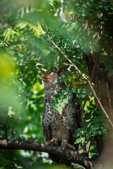 Spot-bellied Eagle Owl Largest, dark brown head, tufts of fur, erect ears. Grayish white face Dark red-brown eyes, yellow mouth, white underbody with large heart-shaped black spots scattered all over.