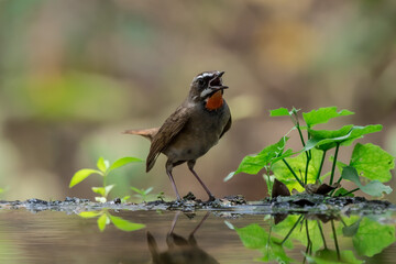 Siberian Rubythroat Bright red neck, black mouth and face, white eyebrows and whiskers. The head and body are brown, the chest is gray, the underbody is orange-brown.