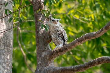 Spot-bellied Eagle Owl Largest, dark brown head, tufts of fur, erect ears. Grayish white face Dark red-brown eyes, yellow mouth, white underbody with large heart-shaped black spots scattered all over.