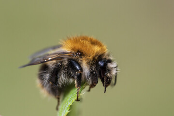 A bumblebee is sitting on a leaf