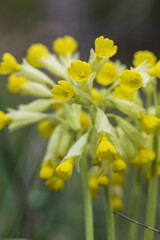 Obraz premium primula primrose blooms in the field in spring
