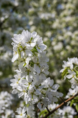 a blooming apple tree in the garden