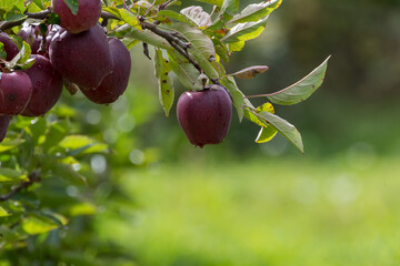 apple tree in with red apples