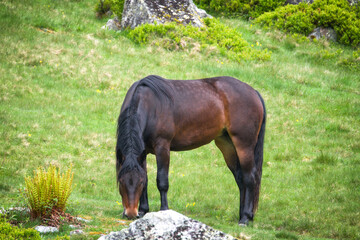 grazing horse on a mountain meadow at a spring morning