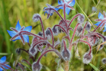 Blaue Bl&uuml;ten der Gew&uuml;rzpflanze Borretsch, Borago officinalis, Gurkenkraut