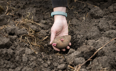 Planting seed potatoes in the soil. Vegetable tuber in a woman's hand. A farmer places potatoes with sprouts in a hole dug for planting.