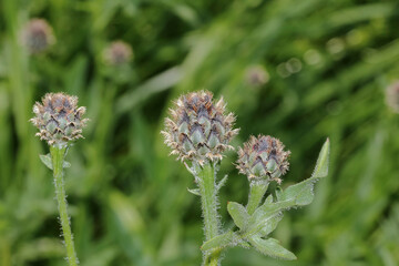 Knospen der Flockenblume, Skabiose, Centaurea jacea
