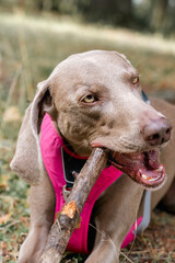 Close-up of a young Braco de Weimar bitch biting and chewing on a wooden stick.