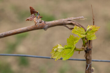 Spring vineyard damaged by heavy frost (brown parts are dead), vineyard where there will be very little harvest, Southern Moravia, Czech Republic
