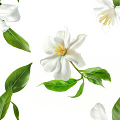 there are white flowers and leaves on a white background