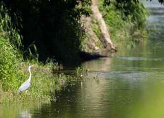 White heron, (Ardea alba, Egretta alba),  protected landscape Zahorie (CHKO Zahorie), area with dead branches of river Morava, Slovakia