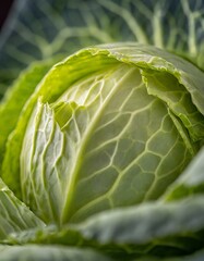 cabbage, food, cabbage, vegetable, leaf, salad, lettuce, fresh, 