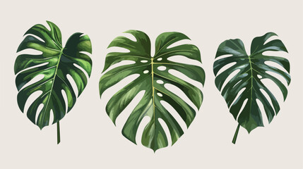 Realistic monstera. Tropical jungle leaves plants cro