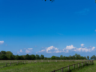 Fototapeta premium Green grass field on small hills and blue sky with clouds