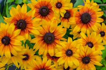 floral background, orange-yellow-brown Rudbeckia flowers (called brown eyed Susan, gloriosa daisy, golden Jerusalem, bull's eye, poor-land daisy, yellow daisy); flower wallpaper