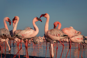Wild african birds. Group of red african flamingos  walking around the blue lagoon on a sunny day