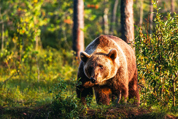 bear in the forest
