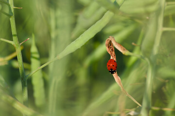 ladybug perching on the plant close-up