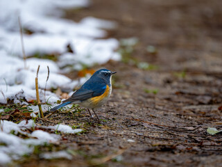雪の日に地面に降りてエサを探しているルリビタキの雄