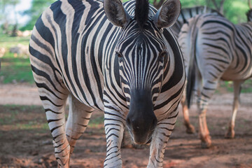 Wild african life.  Close-up two Namibian mountain zebras