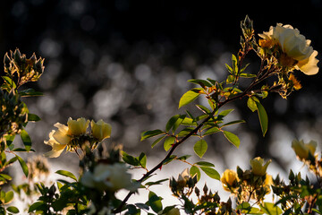 Roses à contre-jour