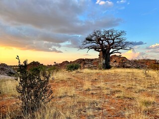 Baobab in the dry landscape of Mapungubwe in South Africa 