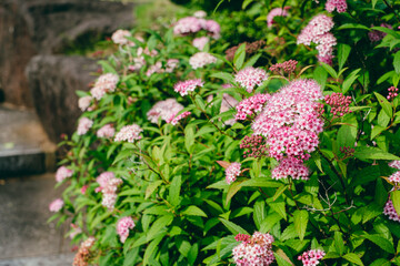 初夏のシモツケ　R6年5月撮影