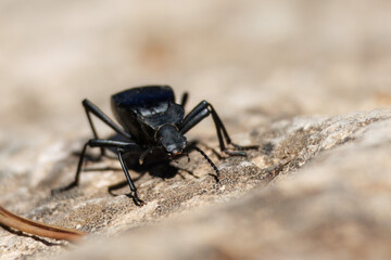 Escarabajo de la familia akis sobre roca y bokeh en la sierra de Mariola, Alcoy, España