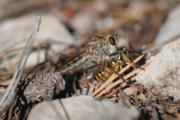 Mosca asesina asilidae comiendo una avispa en el suelo del parque natural Sierra de Mariola, Alcoy, España