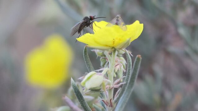 Peque&ntilde;o insecto mosca abeja phthiria alimentandose en flor de planta jarilla rastrera, Fumana ericoides. Alcoy, Espa&ntilde;a